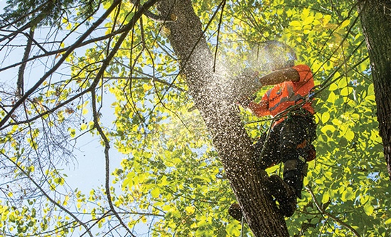 Tree service