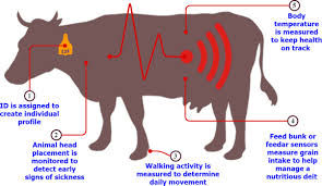 The Internet of Things in Wildlife Behavior Studies