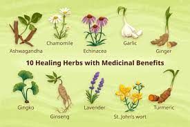 The Benefits of Herbal Medicine for Health