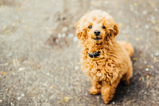 Mini Goldendoodle